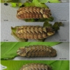 fav quercus larva4 volg